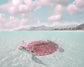 Framed - Sun Bathing By Mike Calascibetta