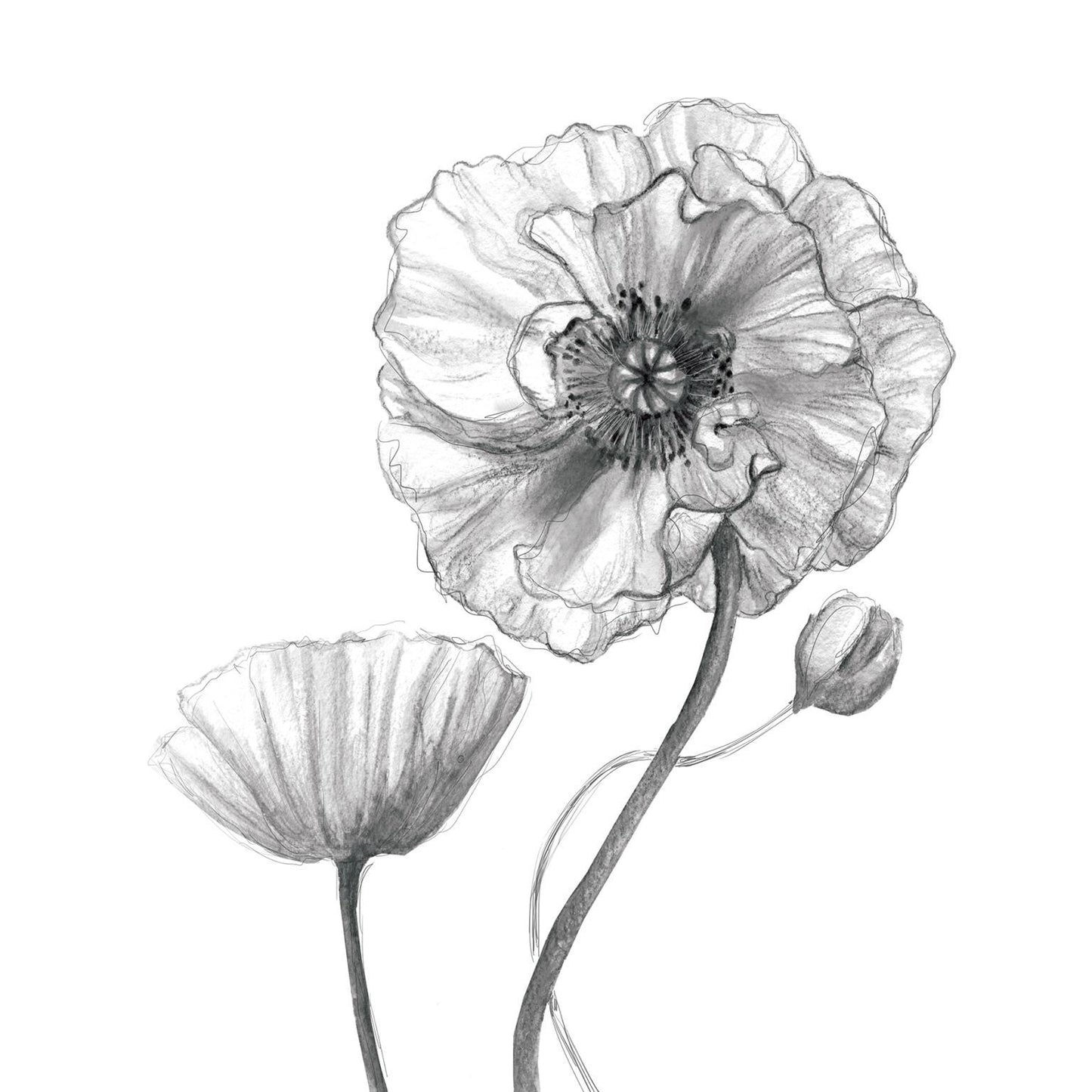 Small - Sketchy Poppy By Carol Robinson