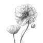 Framed - Sketchy Poppy By Carol Robinson - Gray