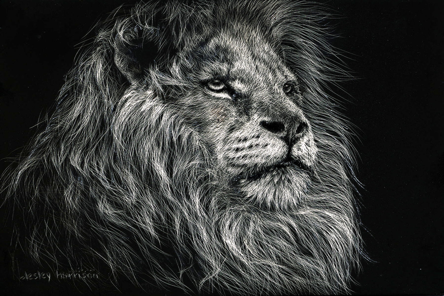Framed - African Lion By Lesley Harrison - Dark Gray