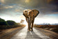 Floating Tempered Glass With Foil Elephant On The Road 60 X 40