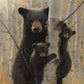 Framed - Black Bear By Collin Bogle
