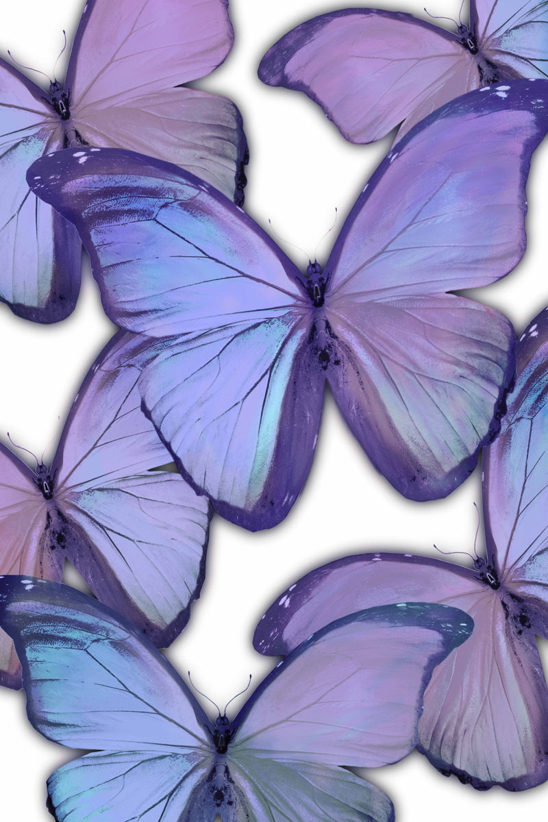 Gallery Wrapped Giclee On Canvas Oh These Magic Butterflies 24 X 16