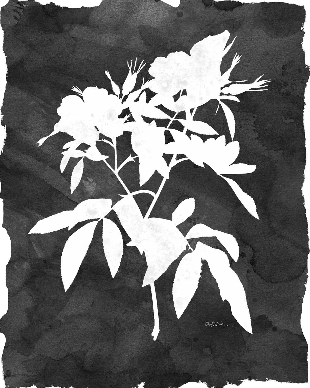 Small - Black Botanical I By Carol Robinson - Black