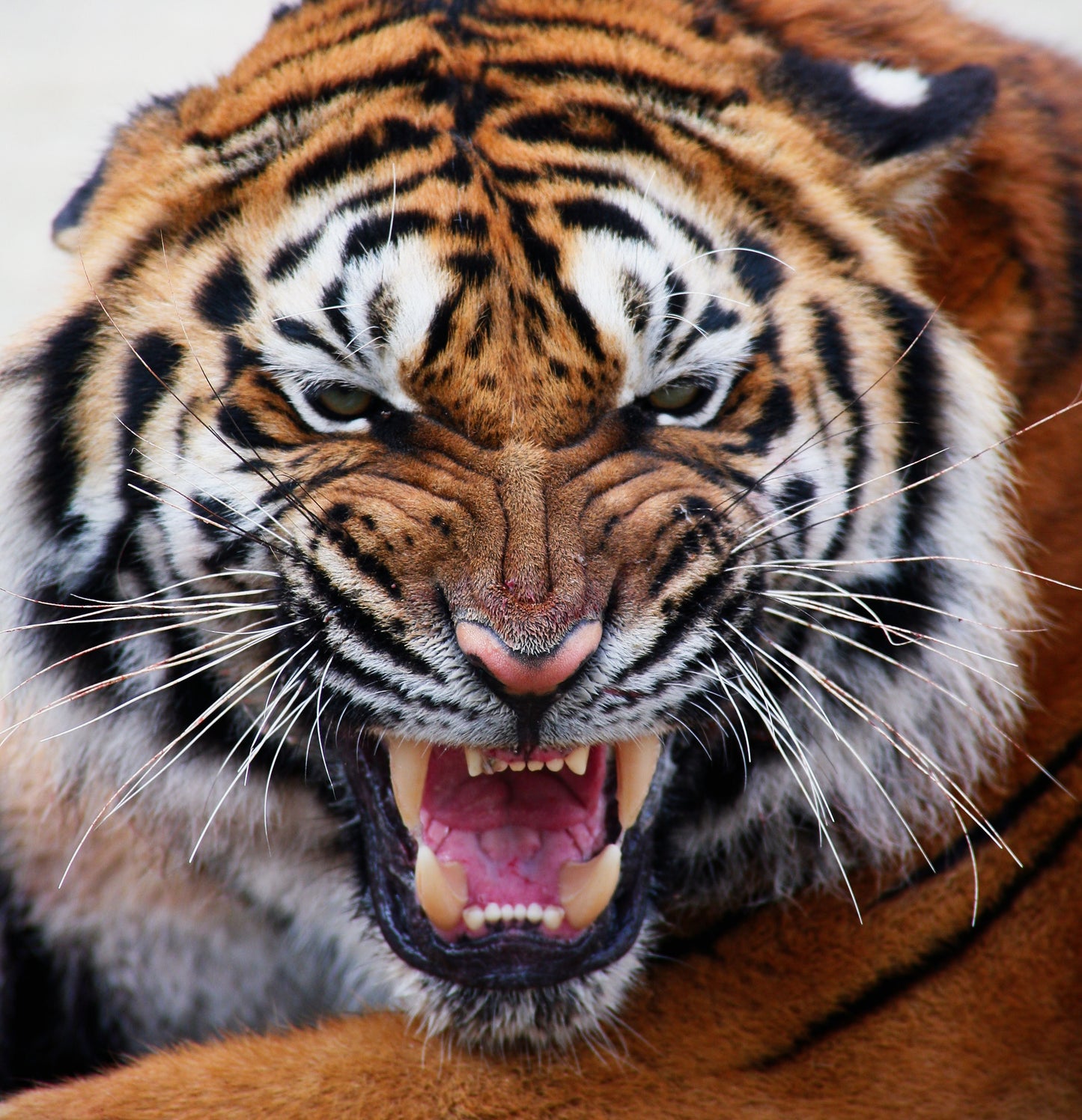 Framed - Mean Tiger - Orange