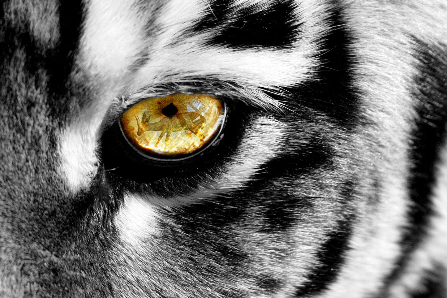 Framed Small - Tiger Eye - Dark Gray