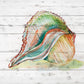 Framed - Tye Dyed Shell II By Carol Robinson