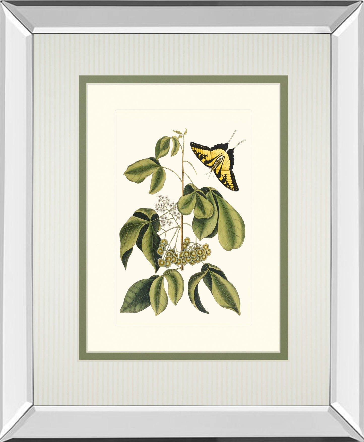 Papilio Antilochus By Marc Catesby - Mirror Framed Print Wall Art - Green