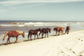 Framed Small - Horses On The Beach By Kathy Mansfield