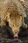 Framed Small - Leopard Taking A Break By Jimmy'z - Light Brown