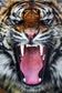 Framed - Angry Tiger - Orange