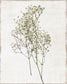 Framed Small - Farmhouse Pressed Flower I By Natalie Carpentieri - Pearl Silver