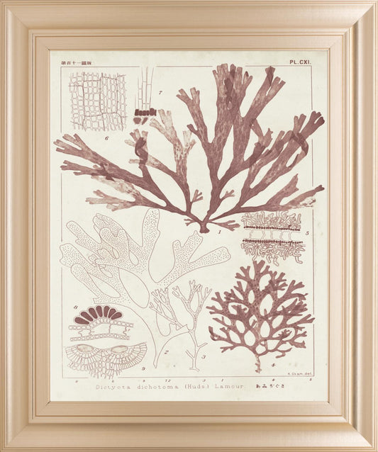 22x26 Antique Coral Seaweed IV By Vision Studio - Pink