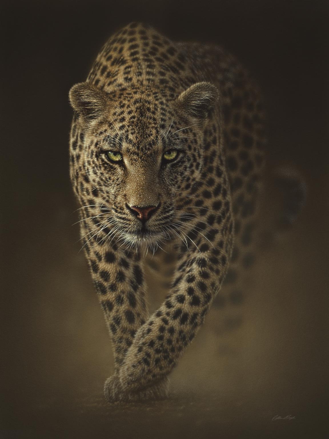 Framed - Leopard By Collin Bogle
