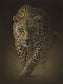 Framed - Leopard By Collin Bogle